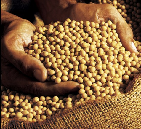 Imagem de Brasil é referência na Organização das Nações Unidas para Alimentação