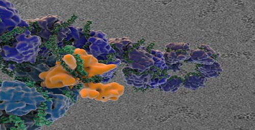 Imagem de Pesquisa aponta processo mais rápido para produzir vacina de gripe 